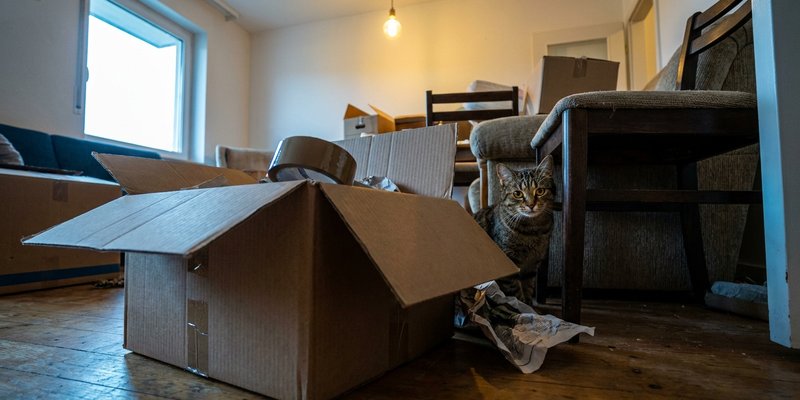 Caja de mudanza a medio abrir con un gato observando tras una silla