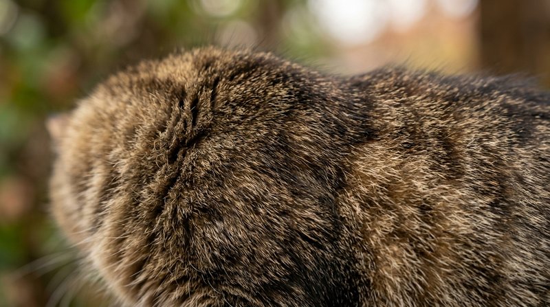 Un primer plano del pelaje denso y brillante de un gato, mostrando en detalle los miles de pelos tupidos que forman su m