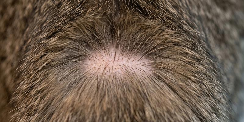 Detalle del pelo y los foliculos en la base de la cola de un gato