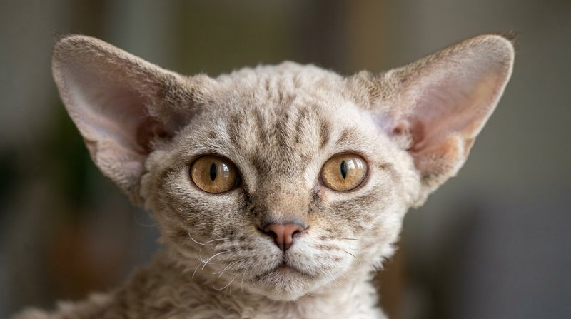 Un retrato cercano de la cara de un gato devon rex con los bigotes cortos y rizados, las cejas quebradas, los ojos grand
