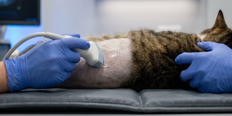 Ecografia abdominal a un gato tumbado y relajado