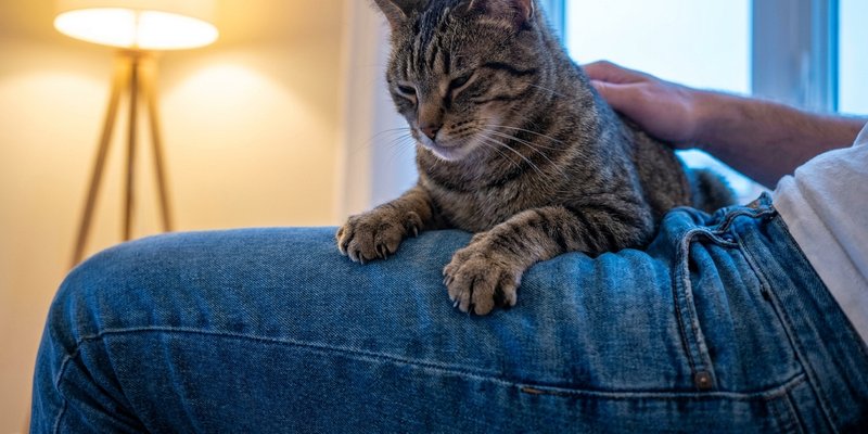 Gato amasando sobre la pierna de una persona a traves del pantalon