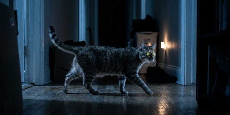 Gato cruzando un pasillo a oscuras con los ojos reflejando la luz