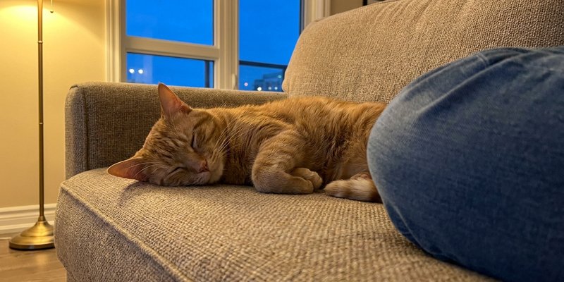 Gato dormido en el sofa junto a la pierna de su duena sin ser sujetado