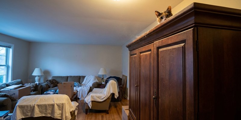 Gato escondido encima del armario mirando la habitacion reorganizada