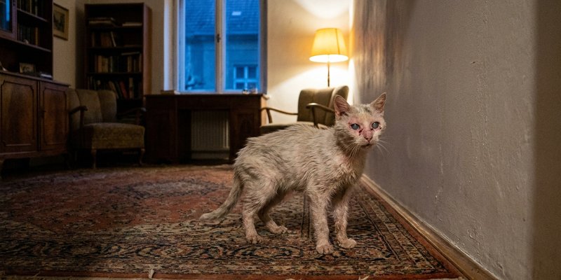Gato muy mayor desorientado en mitad de un salon en penumbra