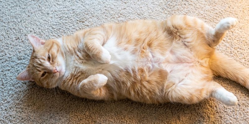 Gato relajado tumbado boca arriba sobre una alfombra con las patas recogidas