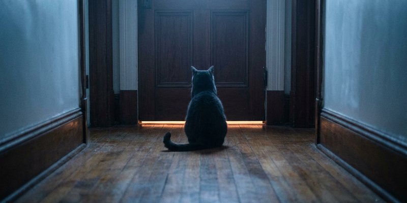 Gato sentado con paciencia frente a una puerta cerrada de noche