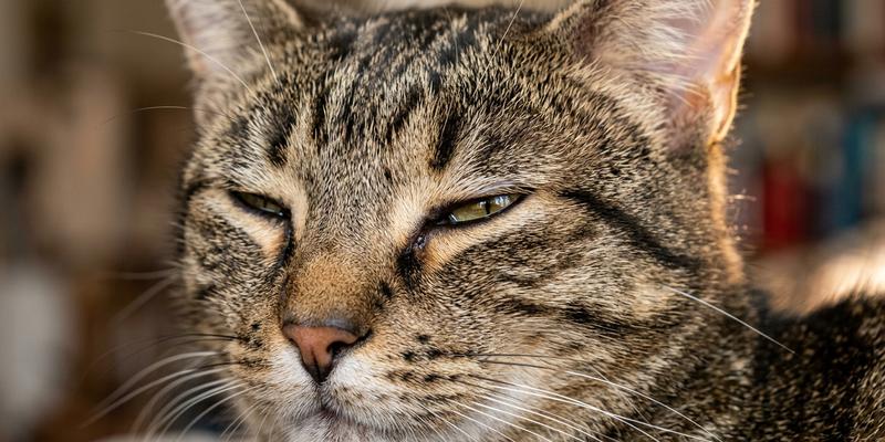Primer plano de un gato en pleno parpadeo lento