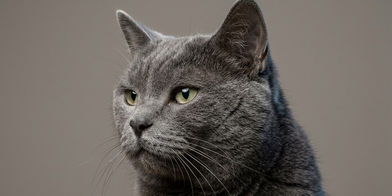 113 mature male grey