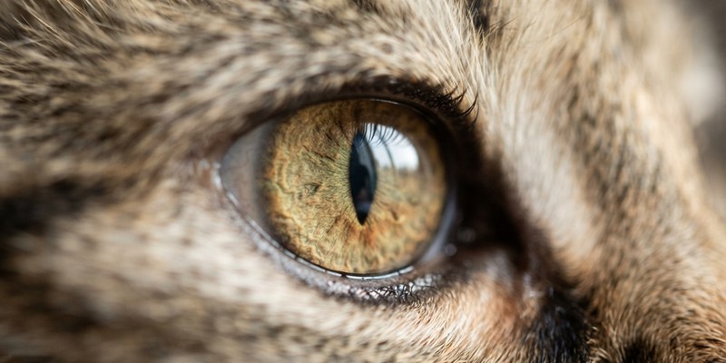 Primer plano del ojo de un gato con la pupila muy dilatada