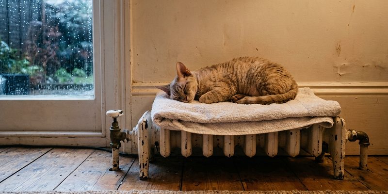 4 devon rex cat