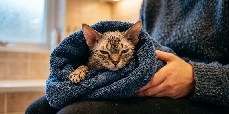 7 damp devon rex