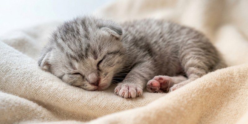 newborn kitten lying on