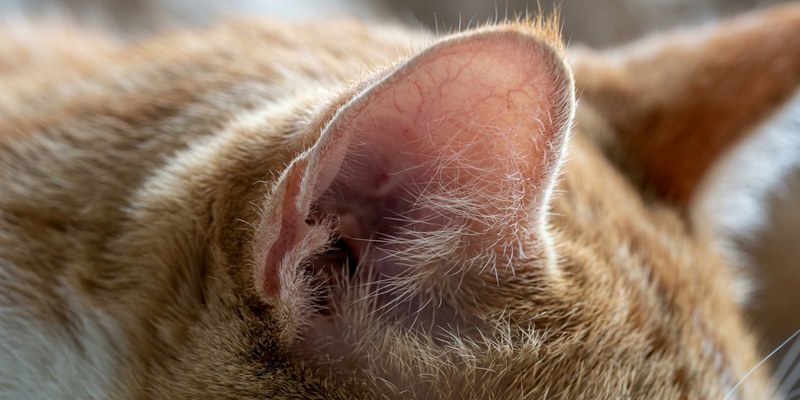 cat head close up
