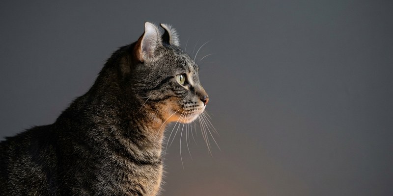 cat portrait against wall