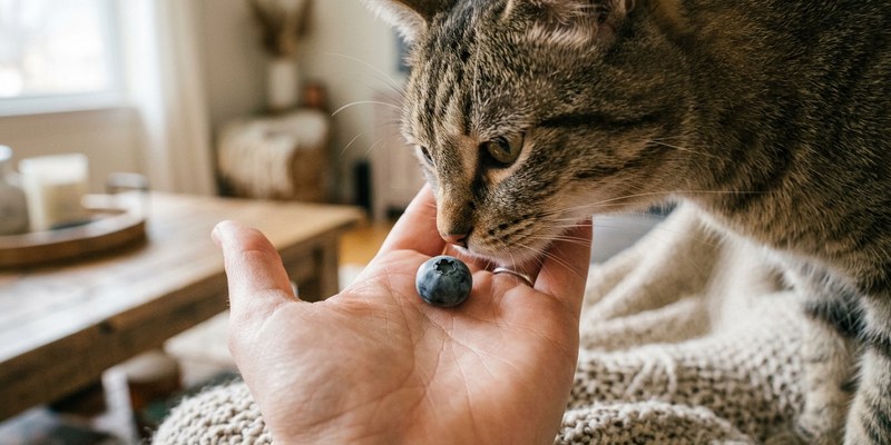 cat sniffing blueberry