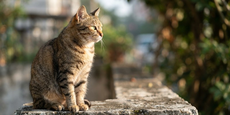 cat sitting on concrete
