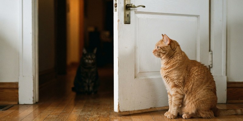 two cats separated by