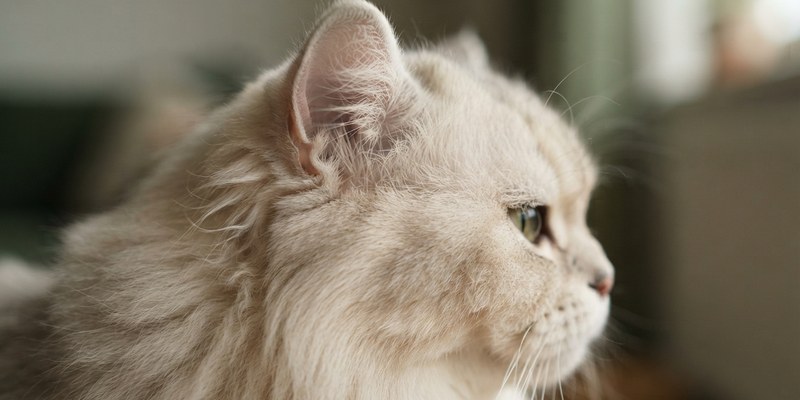 side longhaired head ear