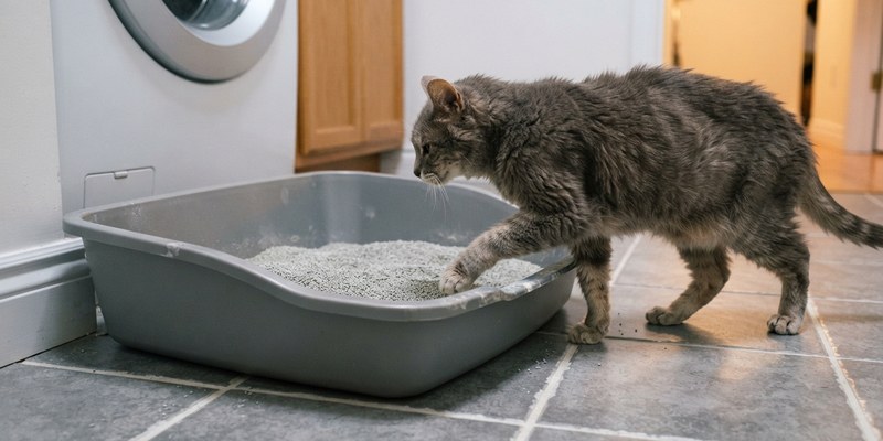 old cat steps into