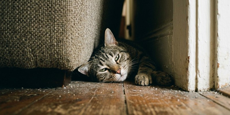Gato descansando en el hueco entre el sofá y la pared con la cara iluminada