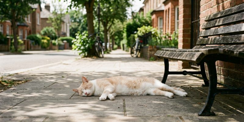 Una persona fotografía con el móvil a un gato callejero sentado en la acera