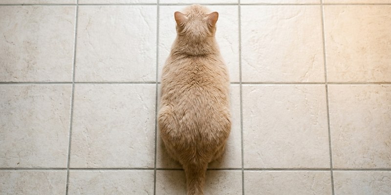 cat standing on floor