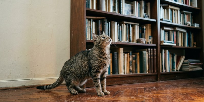 gato anciano mirando