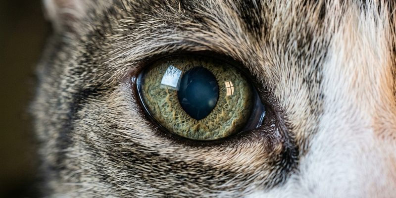 ojo de gato
