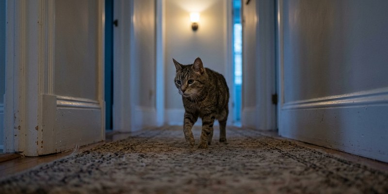 gato anciano caminando
