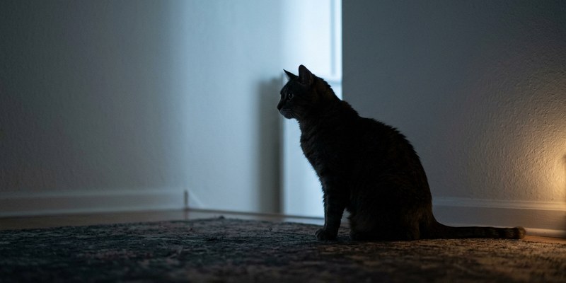 gato anciano silueta