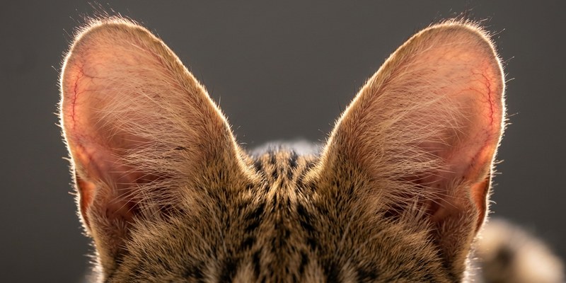 spotted cat ears backlit
