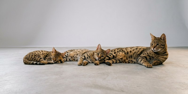 three spotted cats resting
