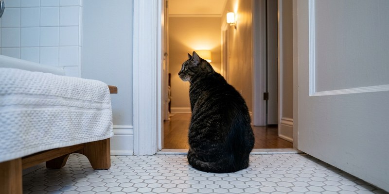 gato en puerta