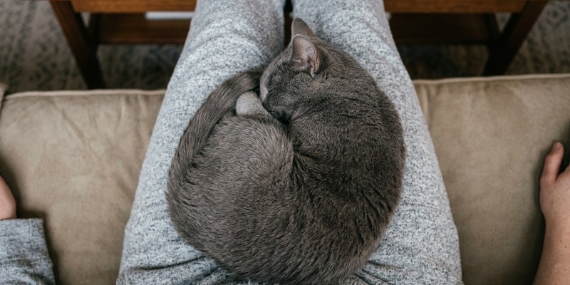 gato regazo