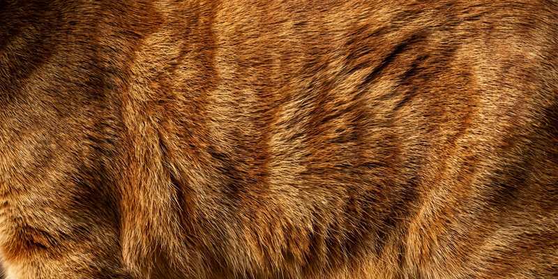 cat flank macro photograph