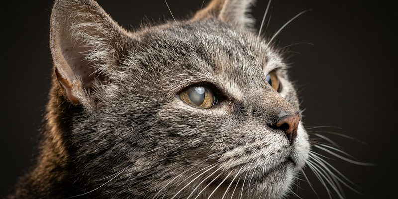 old cat face close