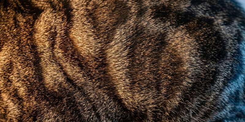 domestic cat flank macro