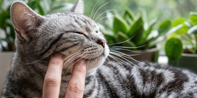caricia mejilla gato