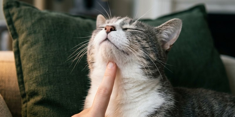 rascando mandibula gato