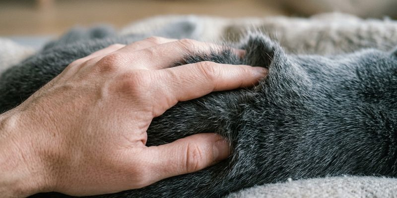 hand lifting fur 2