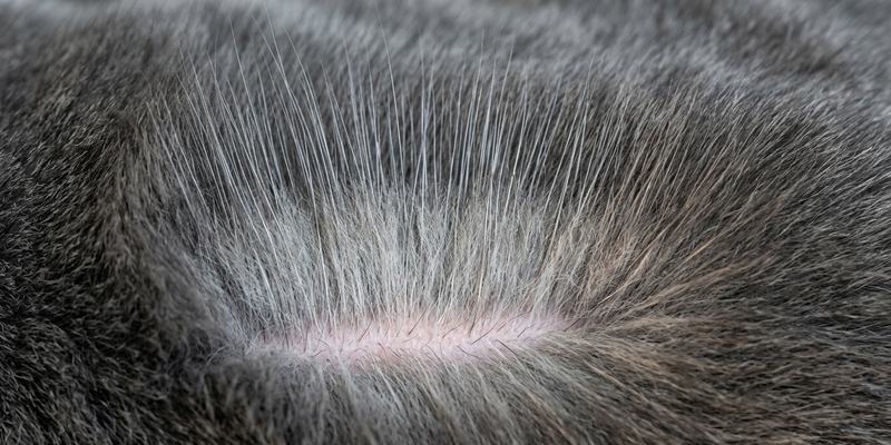 double coat macro 4
