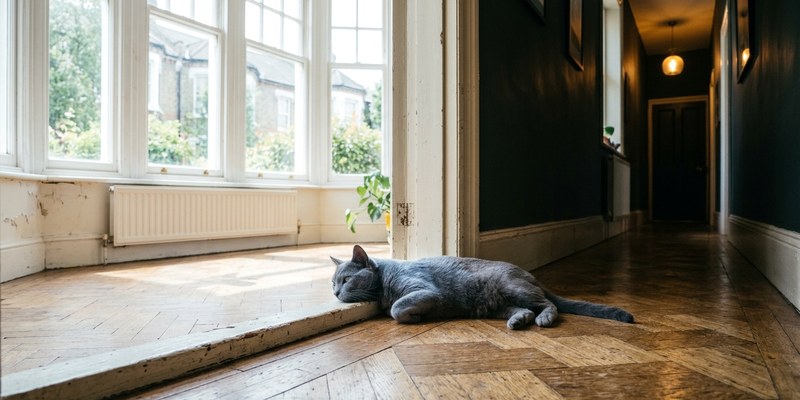 cat lying on floor