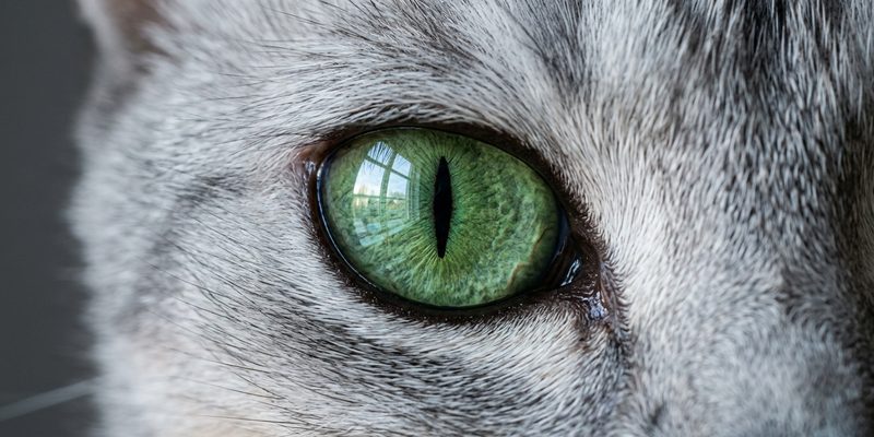 green adult cat eye