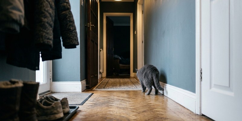cat slipping out hallway