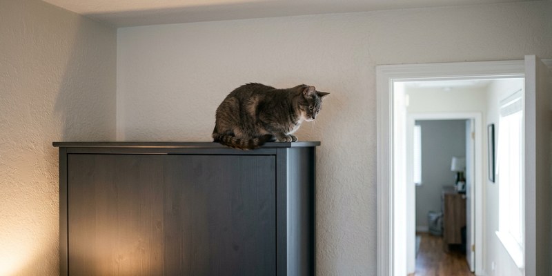 grey cat on wardrobe