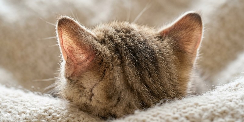 kitten head viewed from