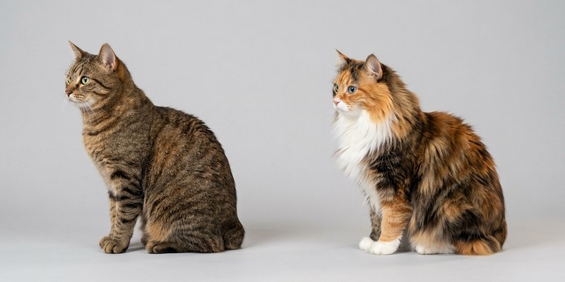 two tailless cats sitting
