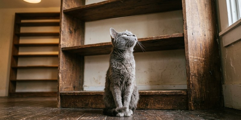 Gato gris anciano sentado con rigidez al pie de una estantería mirando hacia arriba
